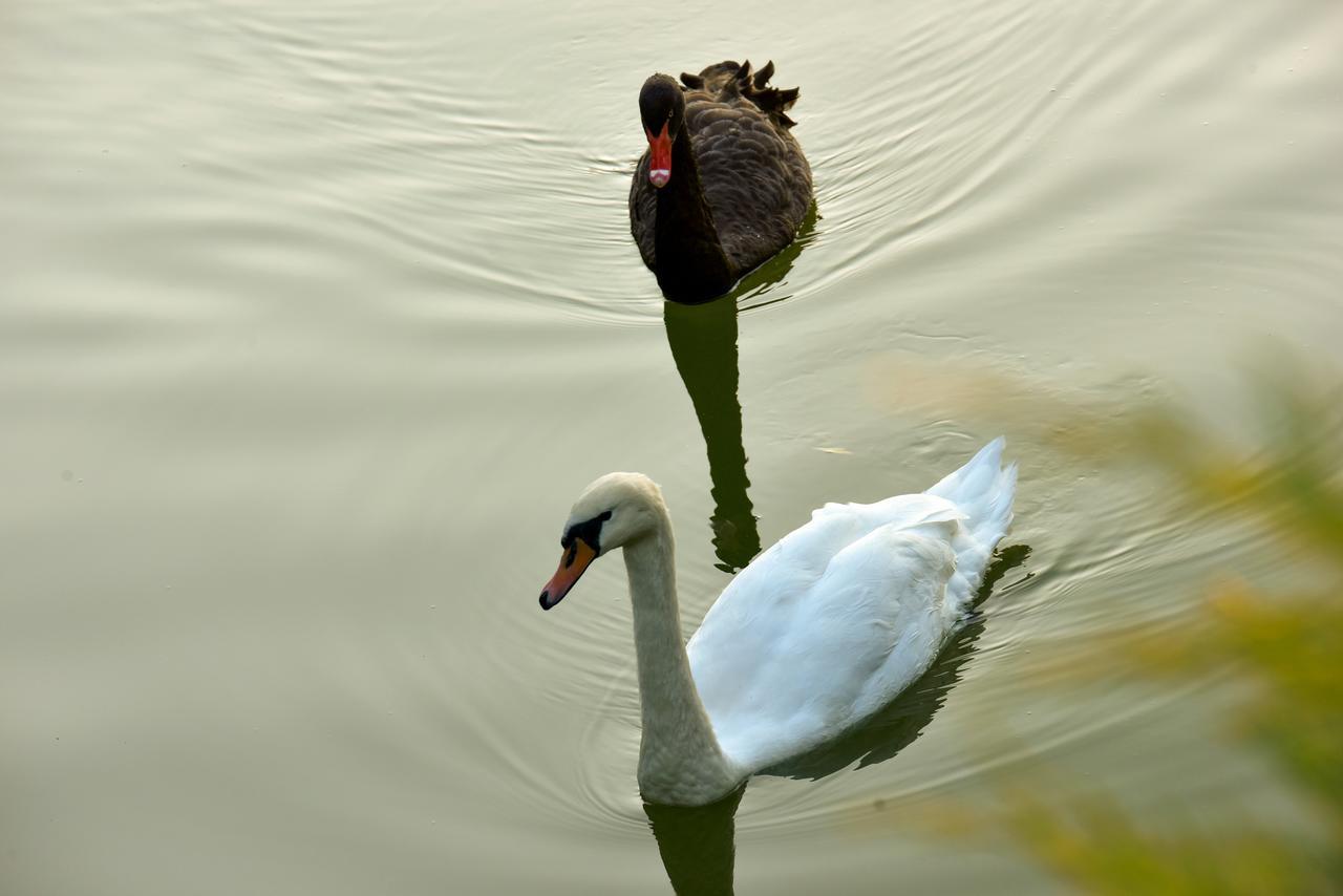 Lacul Ploiesti